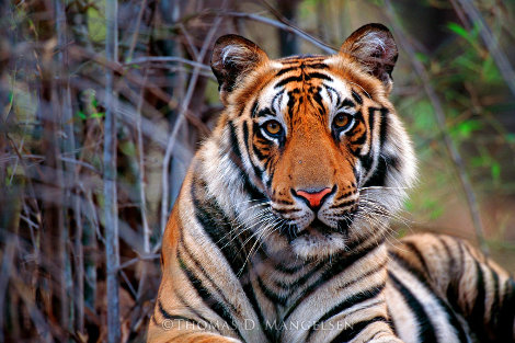 Survivor- Bengal Tiger AP 2003 - Huge Panorama - Thomas Mangelsen
