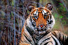Survivor- Bengal Tiger AP 2003 - Huge Panorama by Thomas Mangelsen - 0