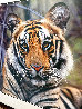 Survivor- Bengal Tiger AP 2003 - Huge Panorama by Thomas Mangelsen - 2