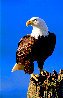 Lookout - Bald Eagle Panorama by Thomas Mangelsen - 0