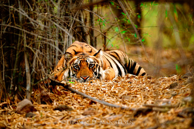 Bad Boy of the Forest 1998 - India Panorama by Thomas Mangelsen Bad Boy of the Forest 1998 - India Panorama by Thomas Mangelsen