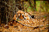 Bad Boy of the Forest 1998 - India Panorama by Thomas Mangelsen - 0 Bad Boy of the Forest 1998 - India Panorama by Thomas Mangelsen - 0