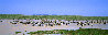 End of the Dry Season 1.9M - Huge Mural Size Panorama by Thomas Mangelsen - 0