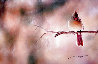 Limb - Female Cardinal 2010 - Nebraska Panorama by Thomas Mangelsen - 0