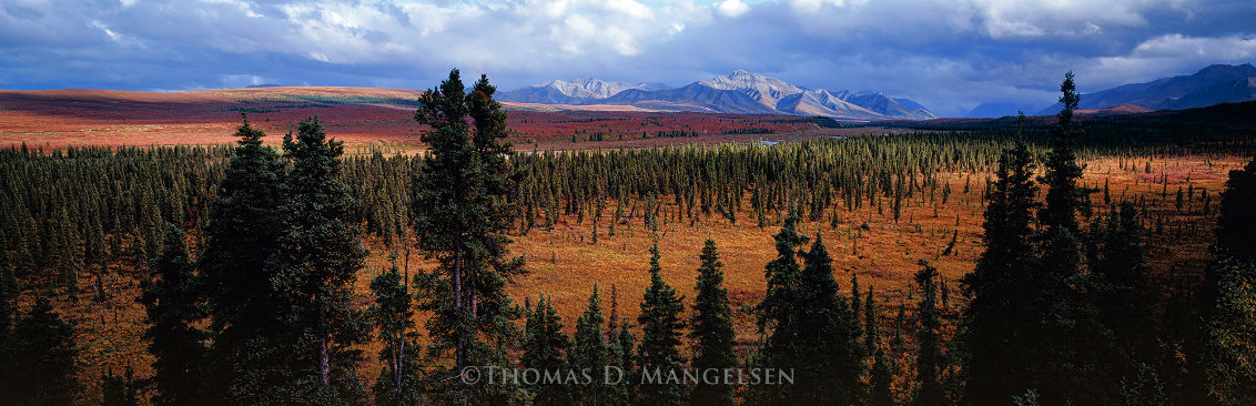 Seasons Passing 1.3M - Huge - Alaska Panorama by Thomas Mangelsen
