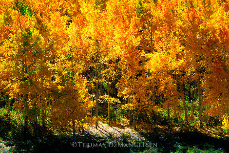 Fire of Autumn: Aspens - Huge - Colorado Panorama - Thomas Mangelsen