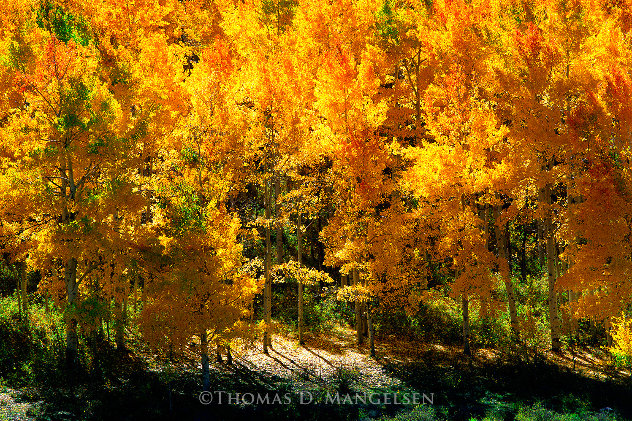 Fire of Autumn: Aspens - Huge - Colorado Panorama by Thomas Mangelsen
