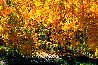 Fire of Autumn: Aspens - Huge - Colorado Panorama by Thomas Mangelsen - 0