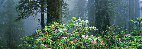 Among the Redwoods - California, Sequoia National Park Panorama - Thomas Mangelsen