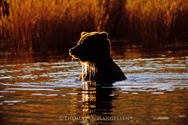 Alaskan Gold - Brown Bear Panorama by Thomas Mangelsen