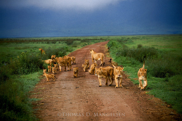Changing Lanes 1M - Huge - Tanzania Panorama by Thomas Mangelsen