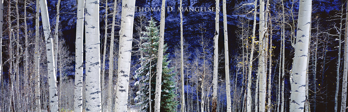 White River Aspens 2.3M - Huge Mural Size -  White River National Forest, Colorado Panorama by Thomas Mangelsen