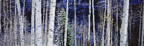White River Aspens 2.3M - Huge Mural Size -  White River National Forest, Colorado Panorama - Thomas Mangelsen
