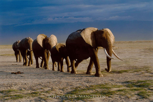 Long Journey - Amboseli NP, Kenya - Africa Panorama by Thomas Mangelsen