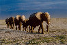Long Journey - Amboseli NP, Kenya Panorama by Thomas Mangelsen - 0