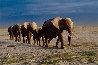 Long Journey - Amboseli NP, Kenya - Africa Panorama by Thomas Mangelsen - 0