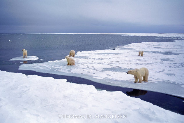 Gathering At Cape Churchill -  Hudson Bay, Manitoba, Canada - Blackwood Frame Panorama by Thomas Mangelsen