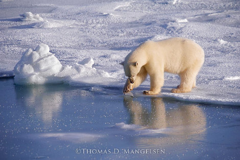 Coastal Reflections: Polar Bear - Hudson Bay, Canada - Blackwood Frame Panorama - Thomas Mangelsen