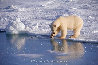 Coastal Reflections: Polar Bear - Hudson Bay, Canada - Blackwood Frame Panorama by Thomas Mangelsen - 0
