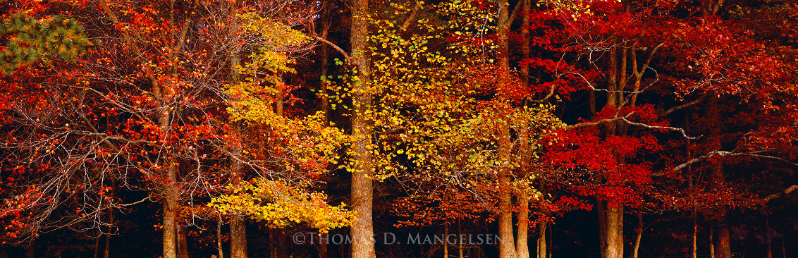 Color of the Smokies 1.7M - Huge - Tennessee - Walnut Frame Panorama by Thomas Mangelsen Color of the Smokies 1.7M - Huge - Tennessee - Walnut Frame Panorama by Thomas Mangelsen