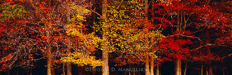 Color of the Smokies 1.7M - Huge - Tennessee - Walnut Frame Panorama - Thomas Mangelsen