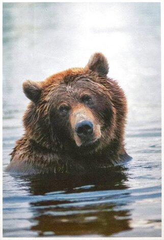 Morning Bath - Katmai NP, Alaska Panorama - Thomas Mangelsen