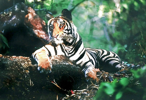 Light in the Forest 1998 - Huge - India Panorama - Thomas Mangelsen