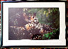 Light in the Forest 1998 - Huge - India Panorama by Thomas Mangelsen - 1