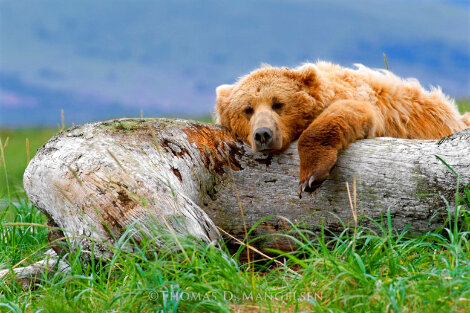 Lifes a Bear 2003 - Huge - Alaska Panorama - Thomas Mangelsen