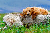 Lifes a Bear 2003 - Huge - Alaska Panorama by Thomas Mangelsen - 0