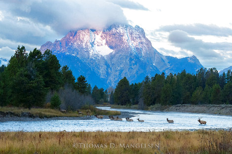 First Light: Elk 2014 - Huge - Grand Teton NP, Wyoming Panorama - Thomas Mangelsen