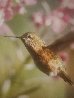 Female Calliope Hummingbird 1981 Panorama by Thomas Mangelsen - 3