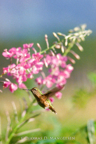 Female Calliope Hummingbird 1981 Panorama - Thomas Mangelsen