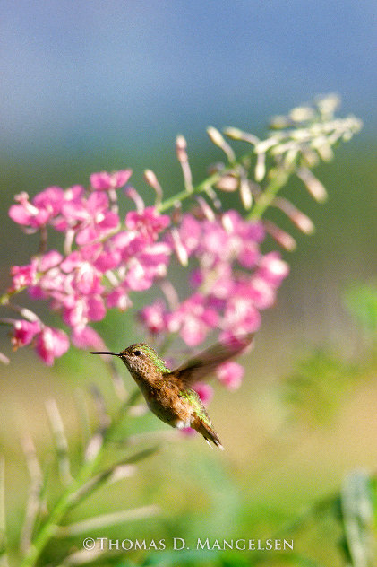 Female Calliope Hummingbird 1981 Panorama by Thomas Mangelsen