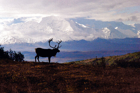 Caribou Country - Huge - Denali, Alaska Panorama - Thomas Mangelsen