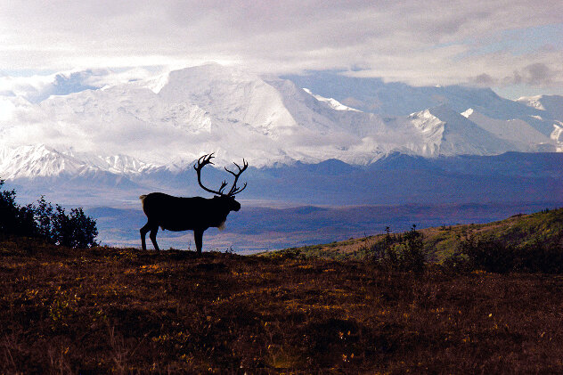 Caribou Country - Huge - Denali, Alaska Panorama by Thomas Mangelsen