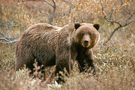 Autumn Grizzly 1984 Panorama - Thomas Mangelsen