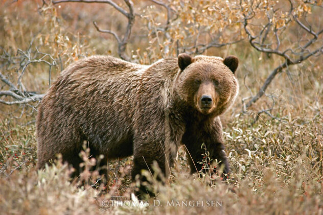 Autumn Grizzly 1984 Panorama by Thomas Mangelsen