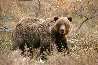 Autumn Grizzly 1984 Panorama by Thomas Mangelsen - 0