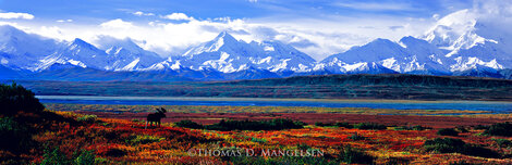 September Snows 2M - Huge Mural Size - Alaska Limited Edition Print - Thomas Mangelsen