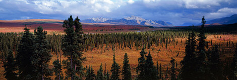 Season Passing 1996 - 1M Walnut Frame Panorama - Thomas Mangelsen