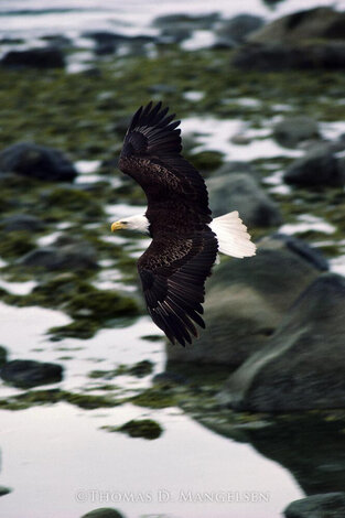 Wings of an Eagle Panorama - Thomas Mangelsen