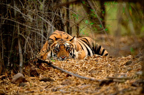 Bad Boy of the Forest Photograph - Huge - India Panorama - Thomas Mangelsen