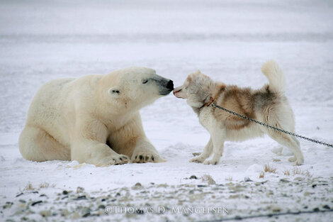 Polar Kiss Photograph - Huge - Manitoba, Canada Panorama - Thomas Mangelsen