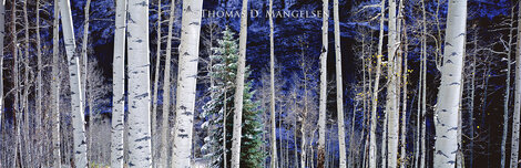 White River Aspens - Huge 2M  Mural Size - Cherry Wood Frame - White River National Forest, Colorado Panorama - Thomas Mangelsen