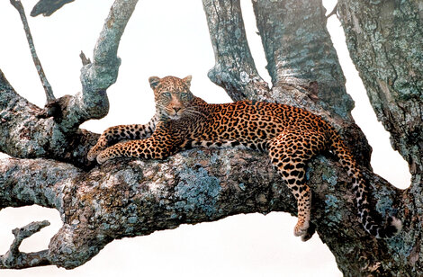 Shades of Sapphire: Leopard 2009 - Huge = Serengeti National Park, Tanzania Panorama - Thomas Mangelsen