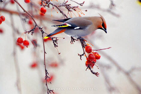 Harvest: Bohemian Waxwing - Jackson Hole, Wyoming Panorama - Thomas Mangelsen