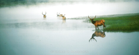 Misty Morning Bull Elk - Yellowstone, Wyoming Panorama - Thomas Mangelsen
