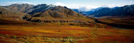 Below the Alaska Range: Grizzly 1993 - Denali NP, Alaska Panorama - Thomas Mangelsen