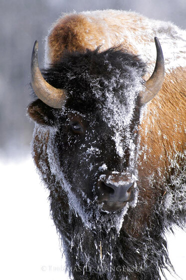 Native American: Bison 1992 Framed Limited Edition Photograph